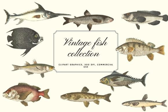 Download Vintage Fish Illustration, Vintage Fish - Illustration Collection